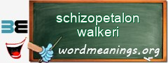 WordMeaning blackboard for schizopetalon walkeri
